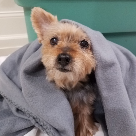 Meet your Posher, Maia - Picture 3 of 8